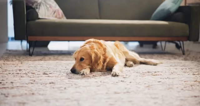 Pet stain and odor treatment for carpets in Lehigh Valley